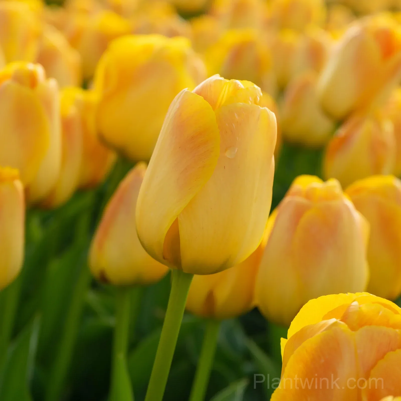 Golden Yellow Tulip Bulbs, Easy-Growing Spring Flowers for Garden & Pots - View 2