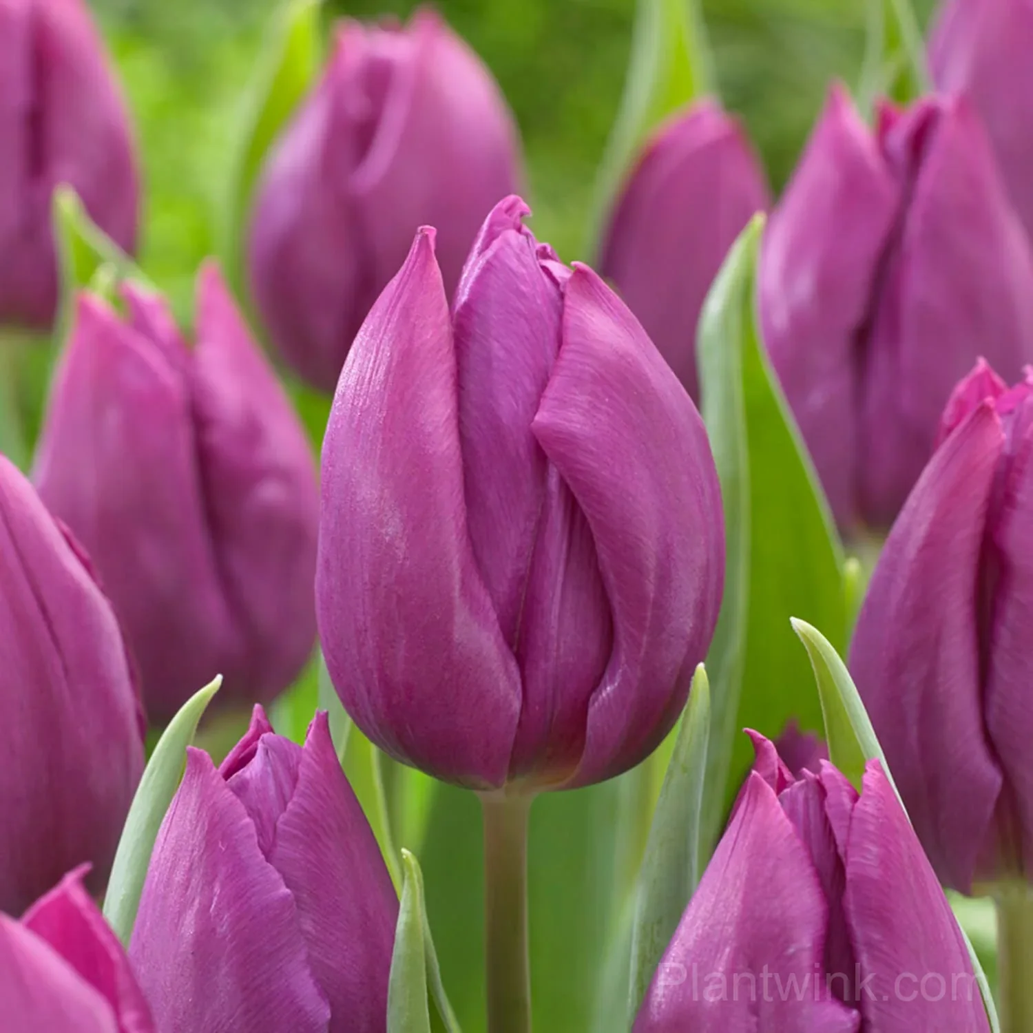 Purple Tulip Bulbs, Vibrant Purple Spring Flowers for Garden & Containers - View 2