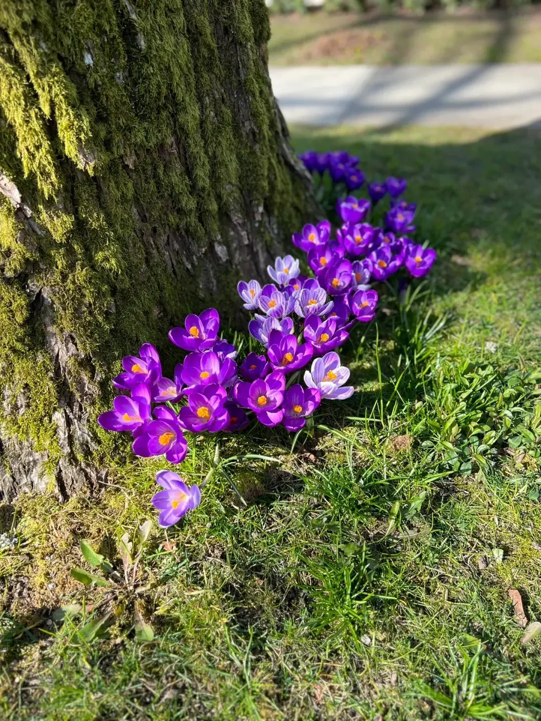 Crocus Bulbs – Colorful Spring Flowers for Garden, Pots & Landscaping - View 4