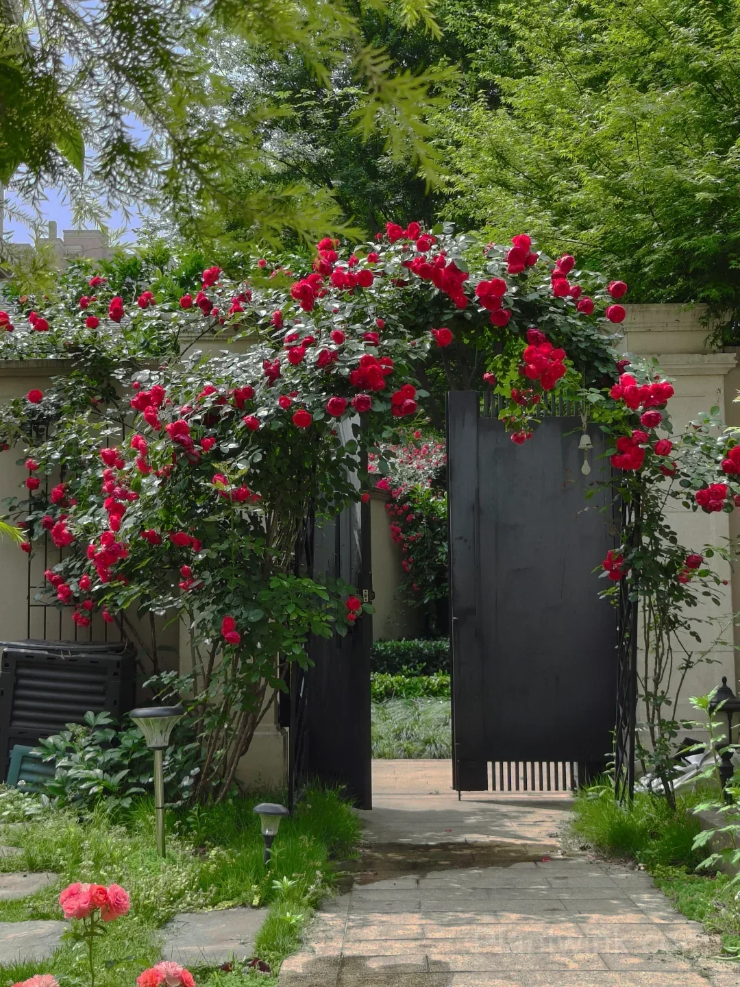 Florentina Rose Seeds – Climbing Red Roses for Garden, Trellis & Home Growing - View 5