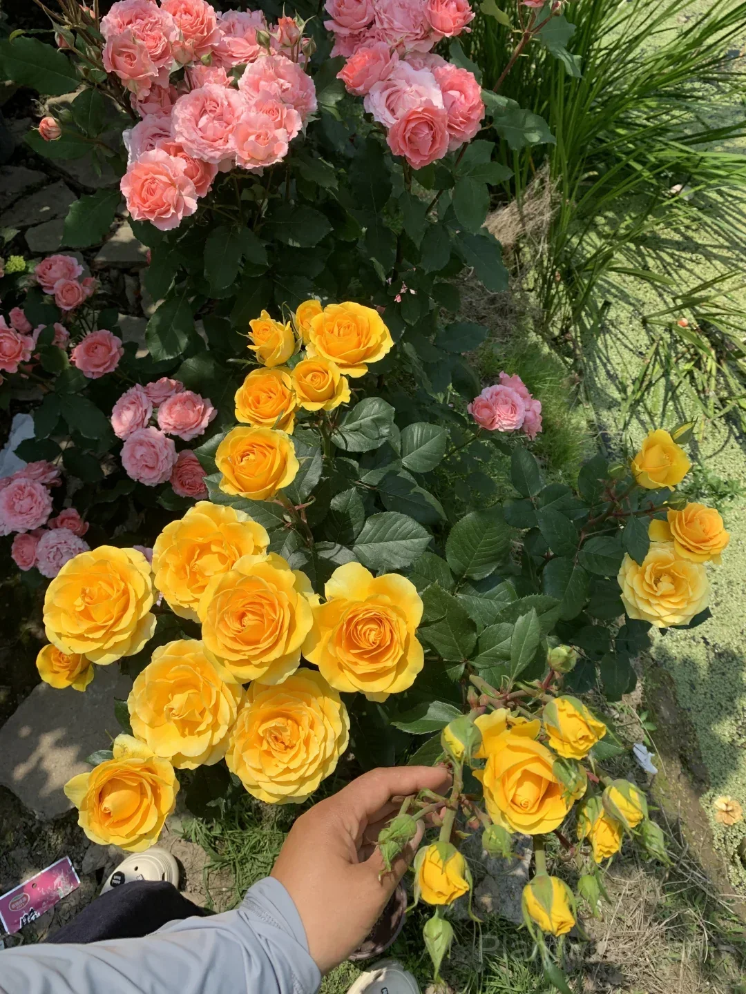 Gold Fury Rose Seeds - Bright Golden Yellow Floribunda Cut Flower, Disease Resistant Garden Plant - View 5