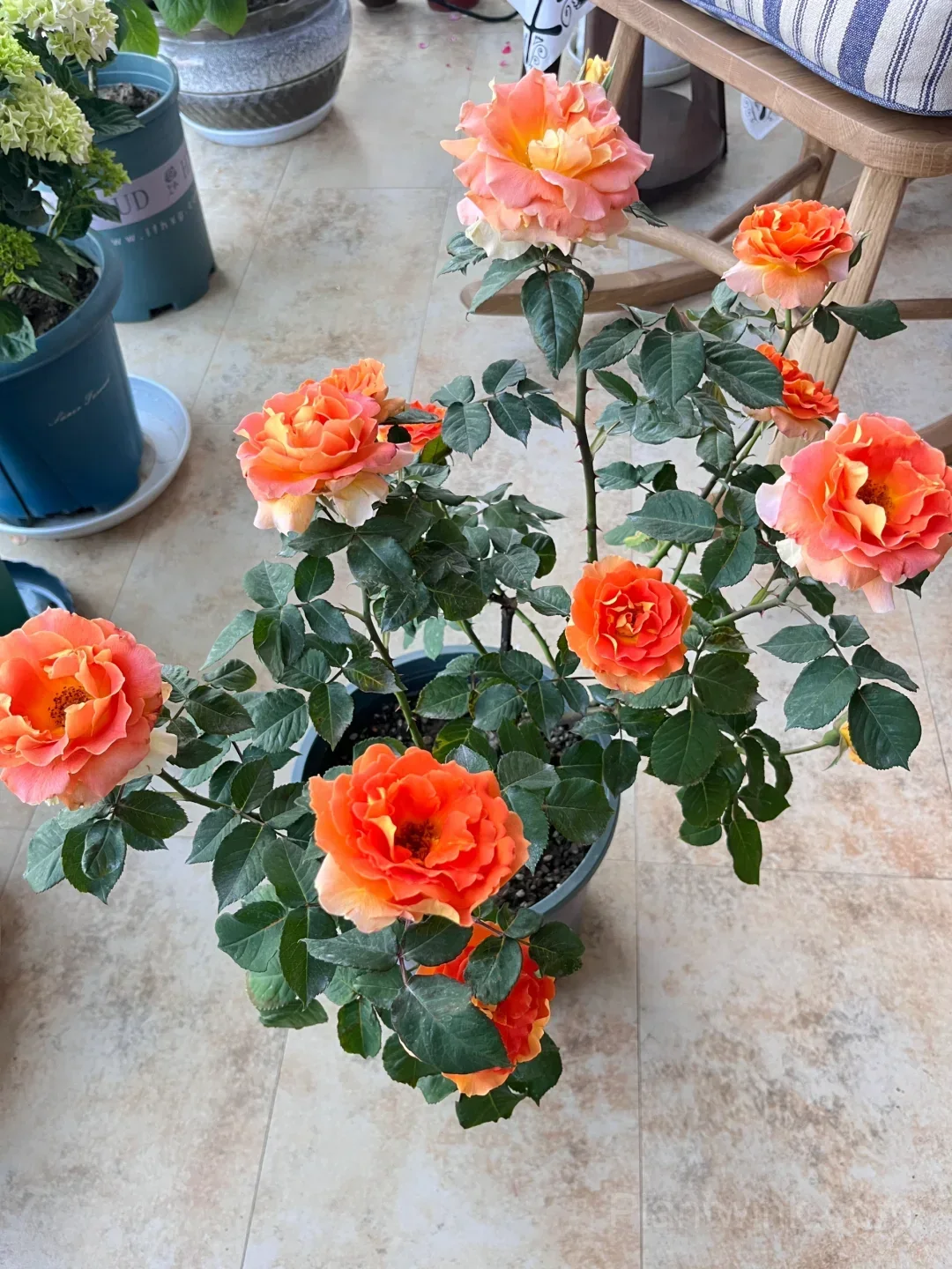 Brass Band Rose Seeds - Award-Winning Apricot Orange Floribunda, Disease Resistant Garden Flower detail manual selection