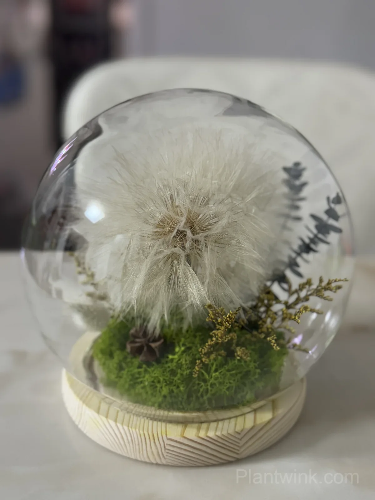Giant Dandelion Seeds – Large Flower Seeds for Garden, Lawn & Home Growing - View 4