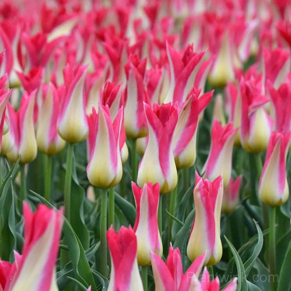 Marilyn Tulip Bulbs, Pink & White Lily-Flowered Tulips for Garden & Patio - View 3