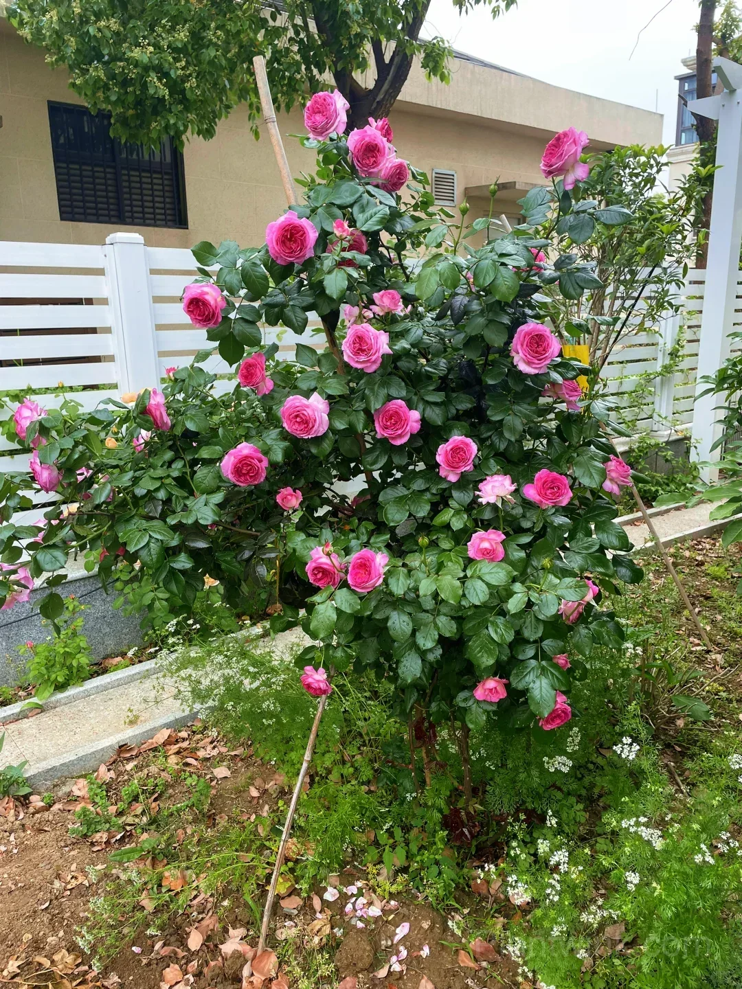 Blueberry Purple Rose Seeds – Ruffled Double Roses for Garden, Patio & Home Growing - View 7