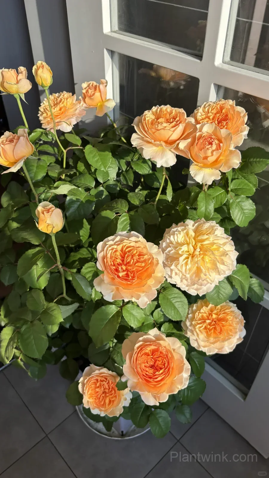 Creamy Yellow Rose Seeds – Golden Double Roses for Garden, Patio & Home Growing detail manual selection