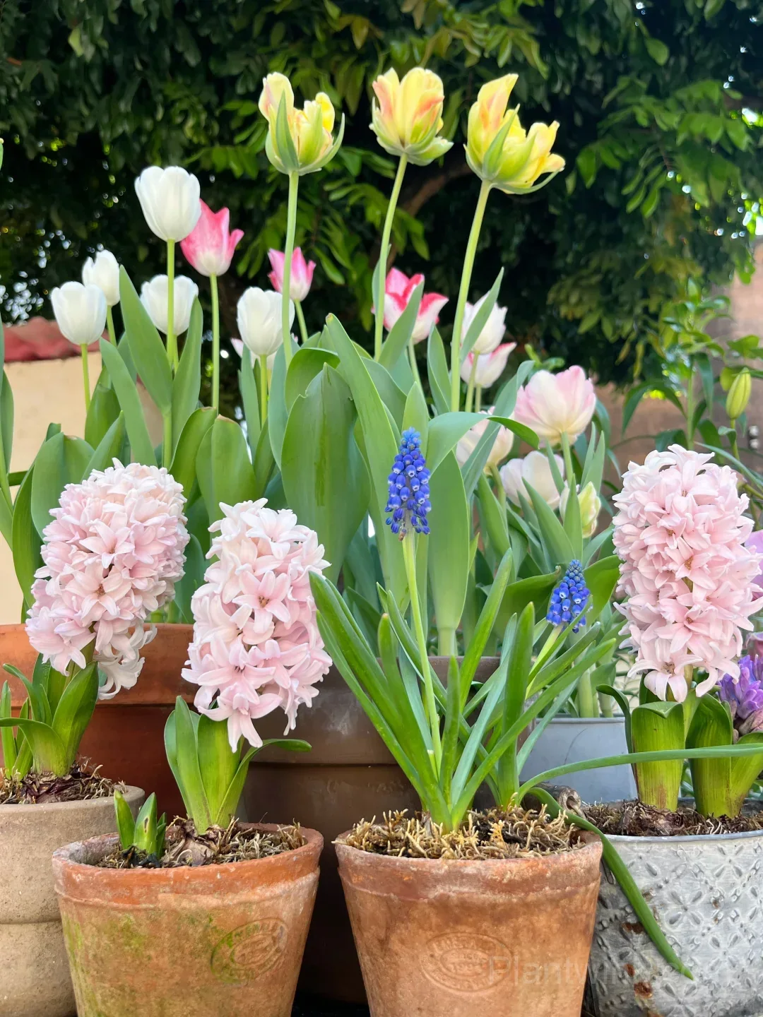 Hyacinth Bulbs – Fragrant Spring Flowers for Garden, Pots & Indoor Planting - View 3