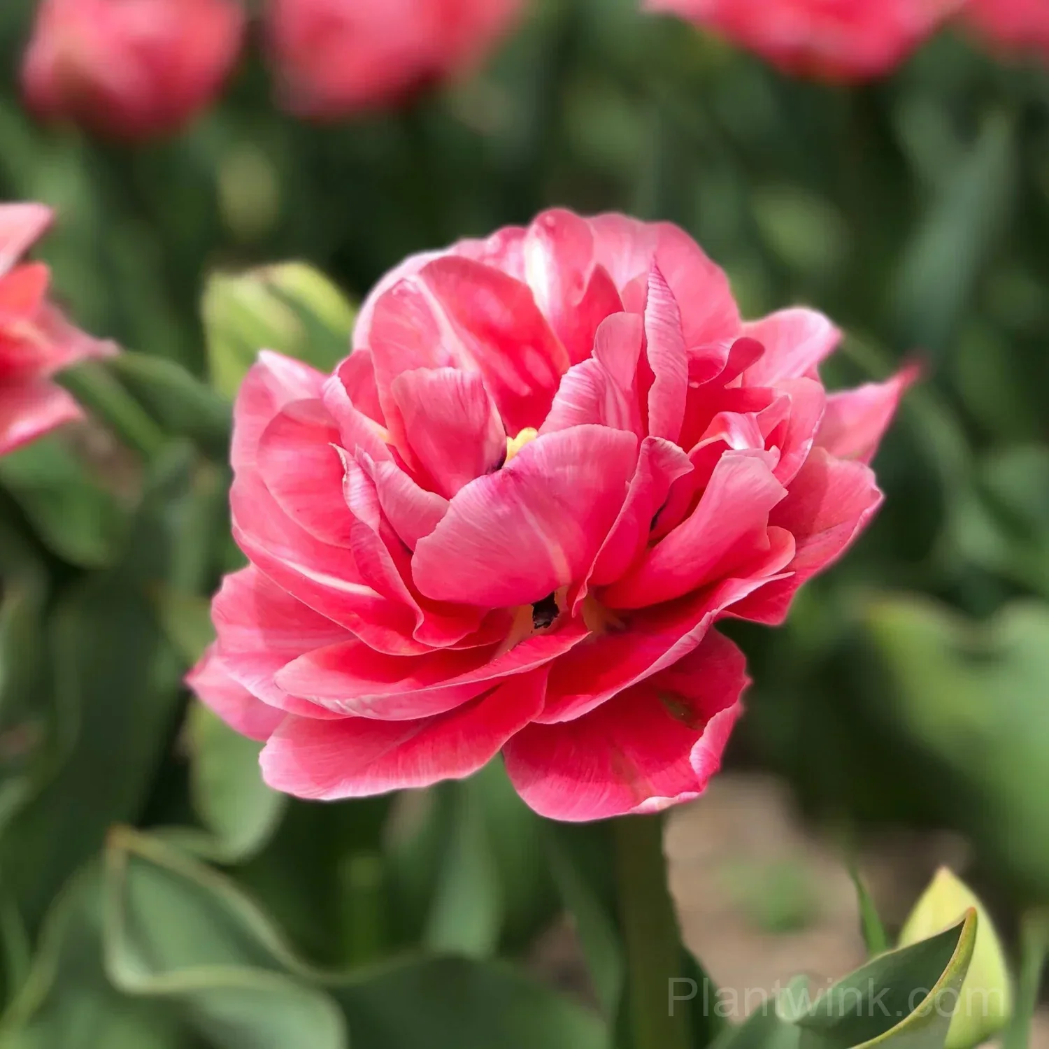 Pink Double Tulip Bulbs – Peony-Like Spring Blooms for Garden & Home - View 3