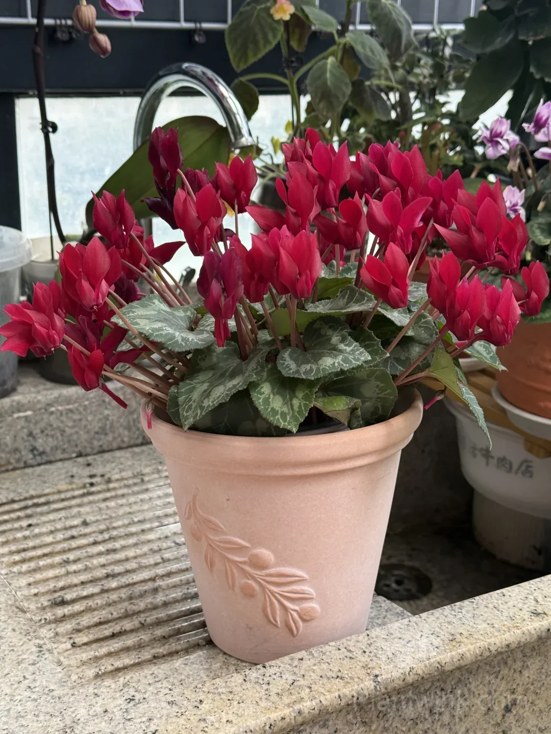 Cyclamen Bulbs– Easy-to-Grow Winter Bloomers for Indoor Pots, Balcony Planters & Holiday Decor - View 6