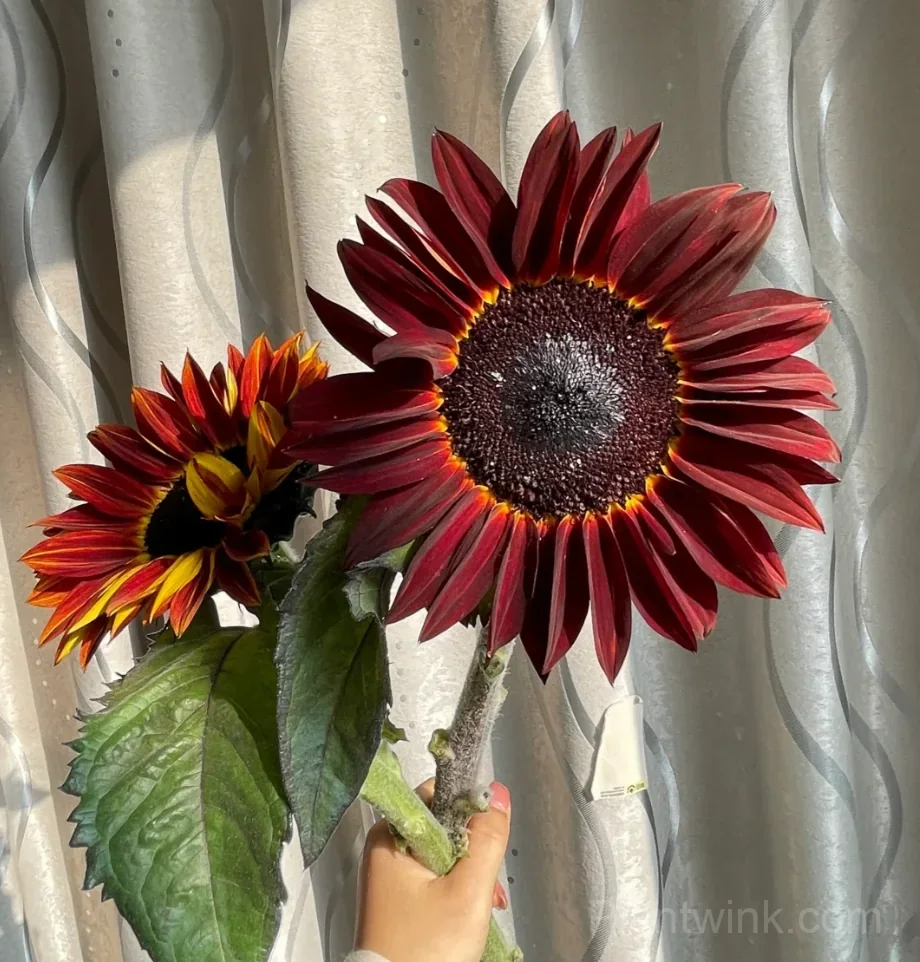 Painted Sunflower Seeds – Multicolor Blooms, Easy to Grow & High Germination - View 3