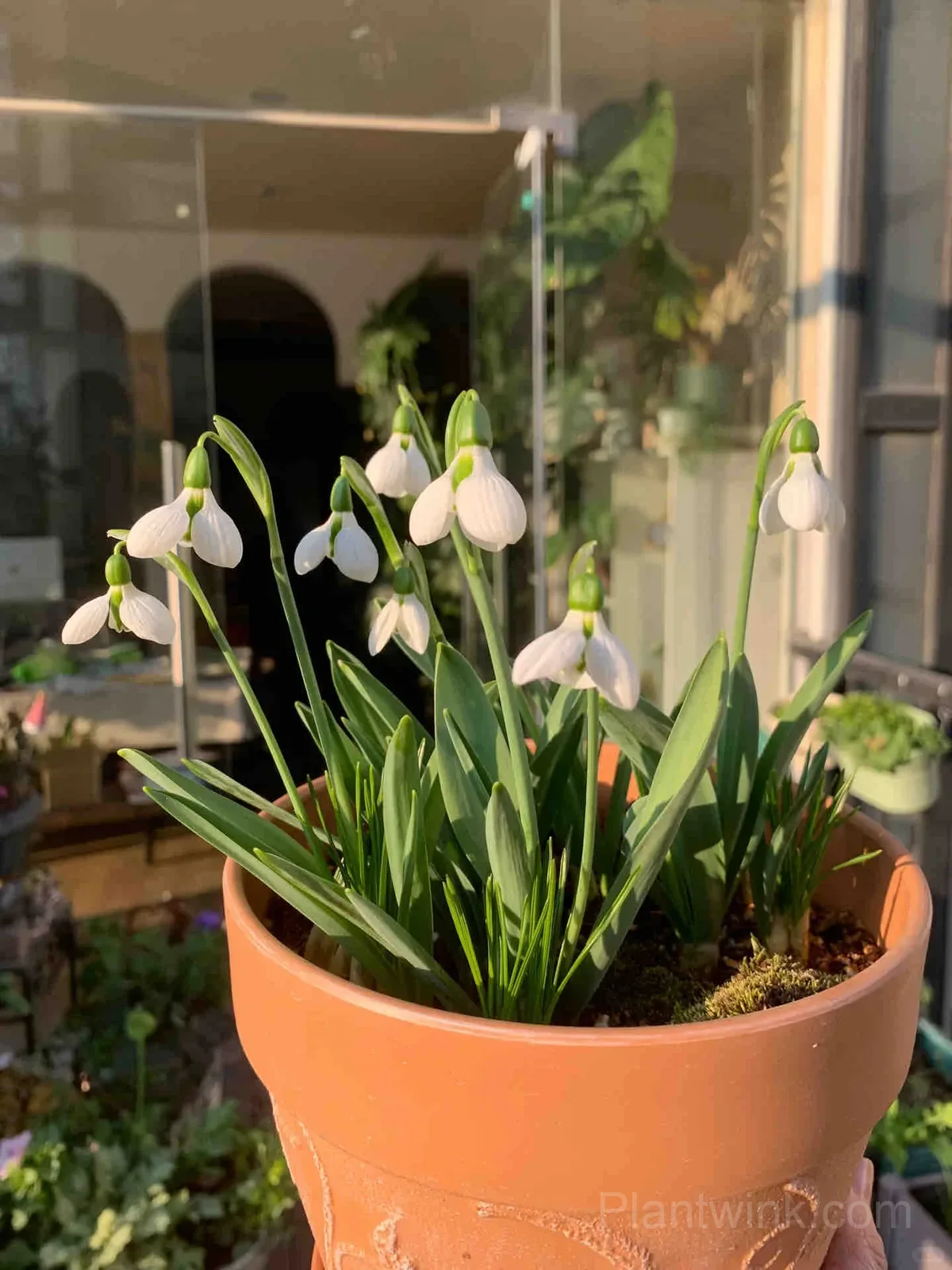 Snowdrop Bulbs (Galanthus) – Hardy White Spring Flowers for Garden, Pots & Landscaping detail manual selection
