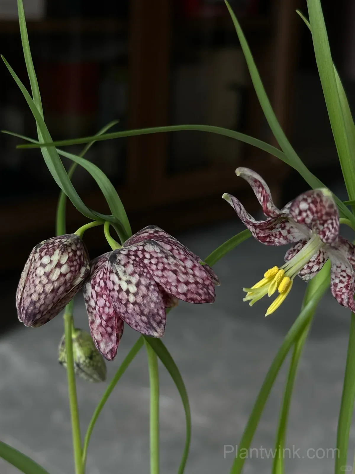 Fritillaria Meleagris Bulbs – Unique Checkered Spring Flowers for Gardens, Containers & Naturalizing - View 6