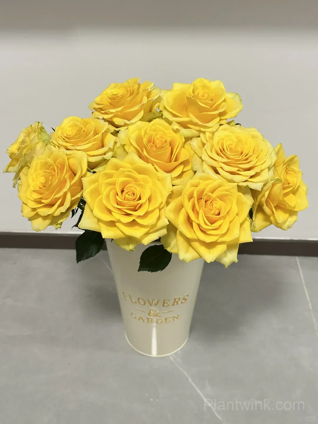 Gold Fury Rose Seeds - Bright Golden Yellow Floribunda Cut Flower, Disease Resistant Garden Plant - View 3