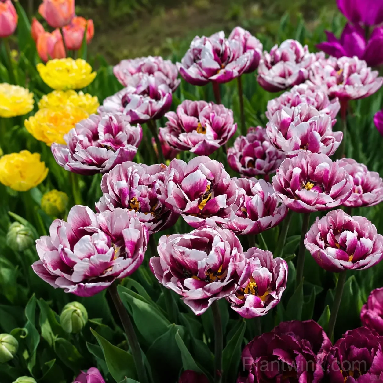 Purple & White Double Tulip Bulbs – Elegant Spring Blooms for Garden & Home detail manual selection
