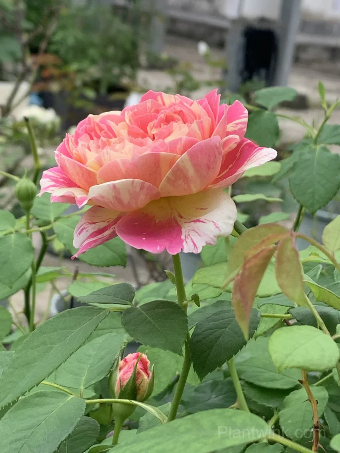Monet Rose Seeds – Pink & Yellow Striped Roses for Garden, Patio & Home Growing - View 5