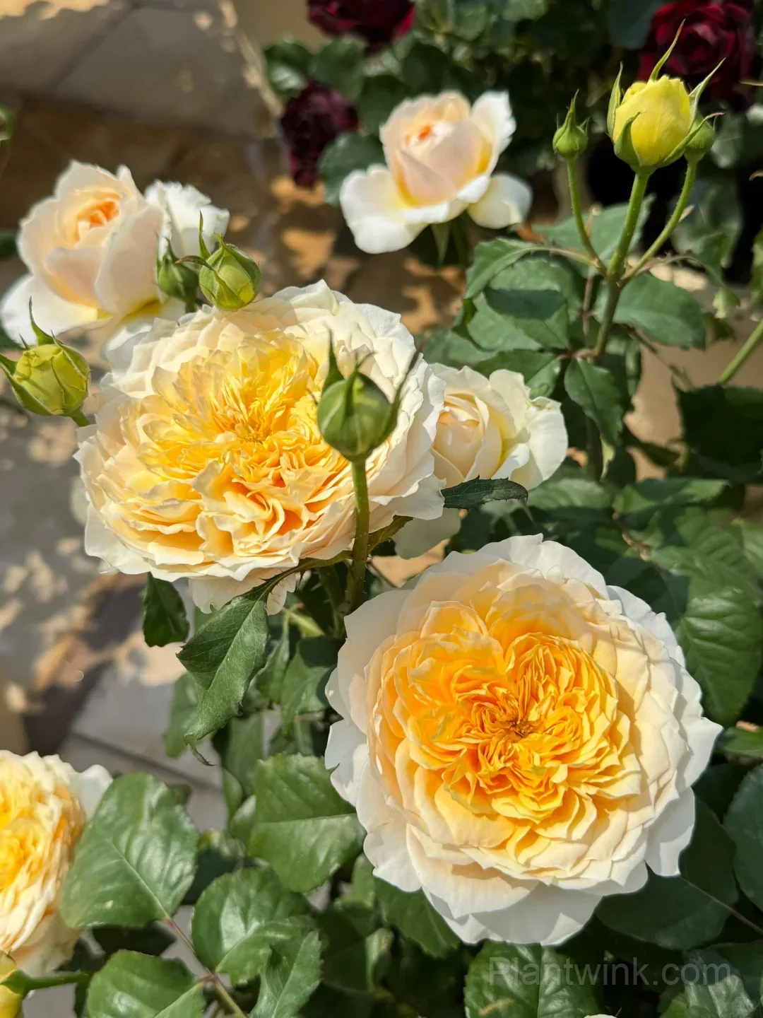 Creamy Yellow Rose Seeds – Golden Double Roses for Garden, Patio & Home Growing - View 2