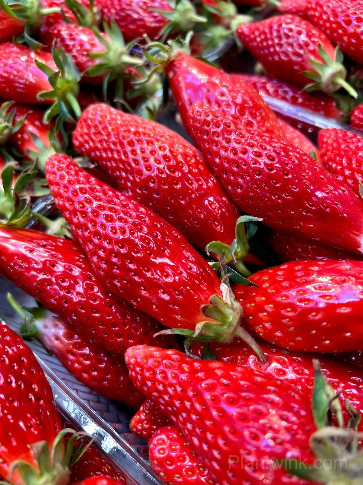 Banana-Shaped Strawberry Seeds – Unique Strawberries for Home Garden & Easy Growing - View 2