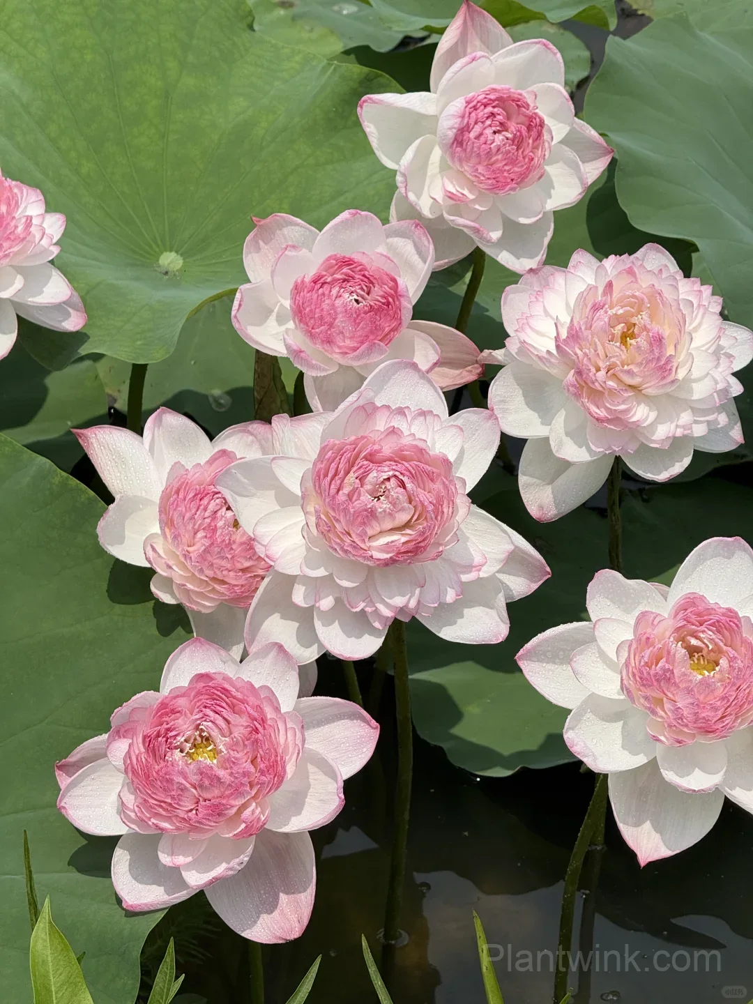 Giant Lotus Rhizomes – Stunning Large Bowl-Sized Blooms for Ponds, Water Gardens & Large Containers - View 2