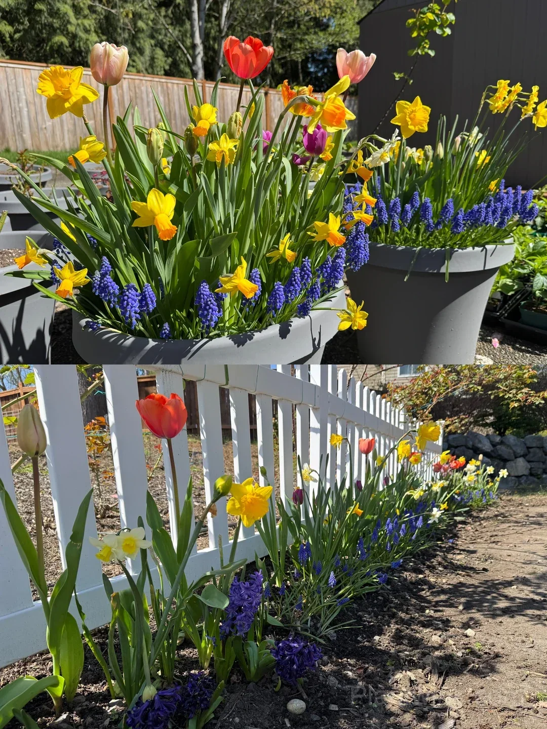 Grape Hyacinth Bulbs (Muscari) – Fragrant Blue Spring Flowers for Garden, Pots & Borders - View 3