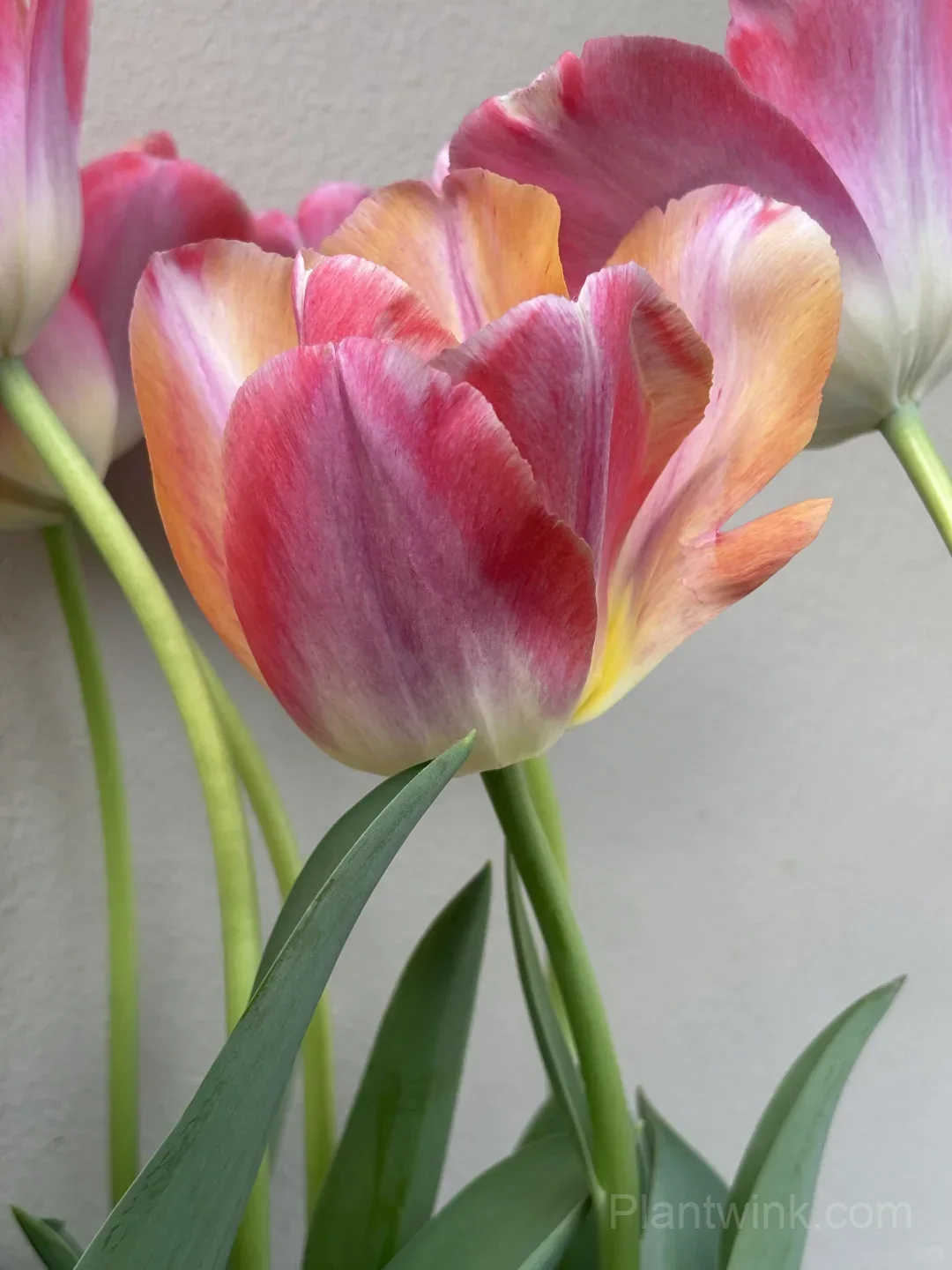 Peach Pink Tulip Bulbs – Coral Orange Flowering Tulips for Garden, Pots & Patio - View 7
