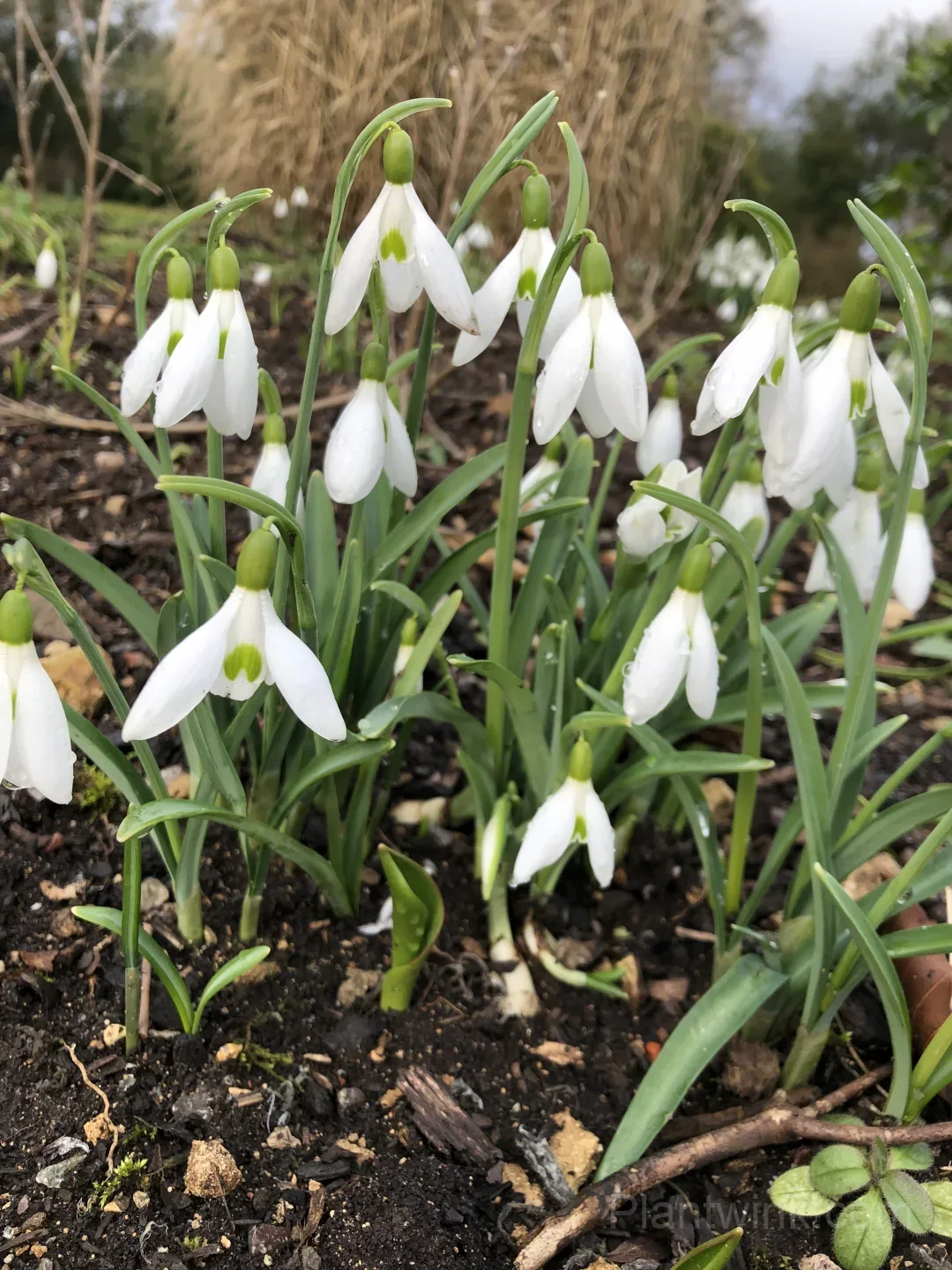 Snowdrop Bulbs (Galanthus) – Hardy White Spring Flowers for Garden, Pots & Landscaping - View 1