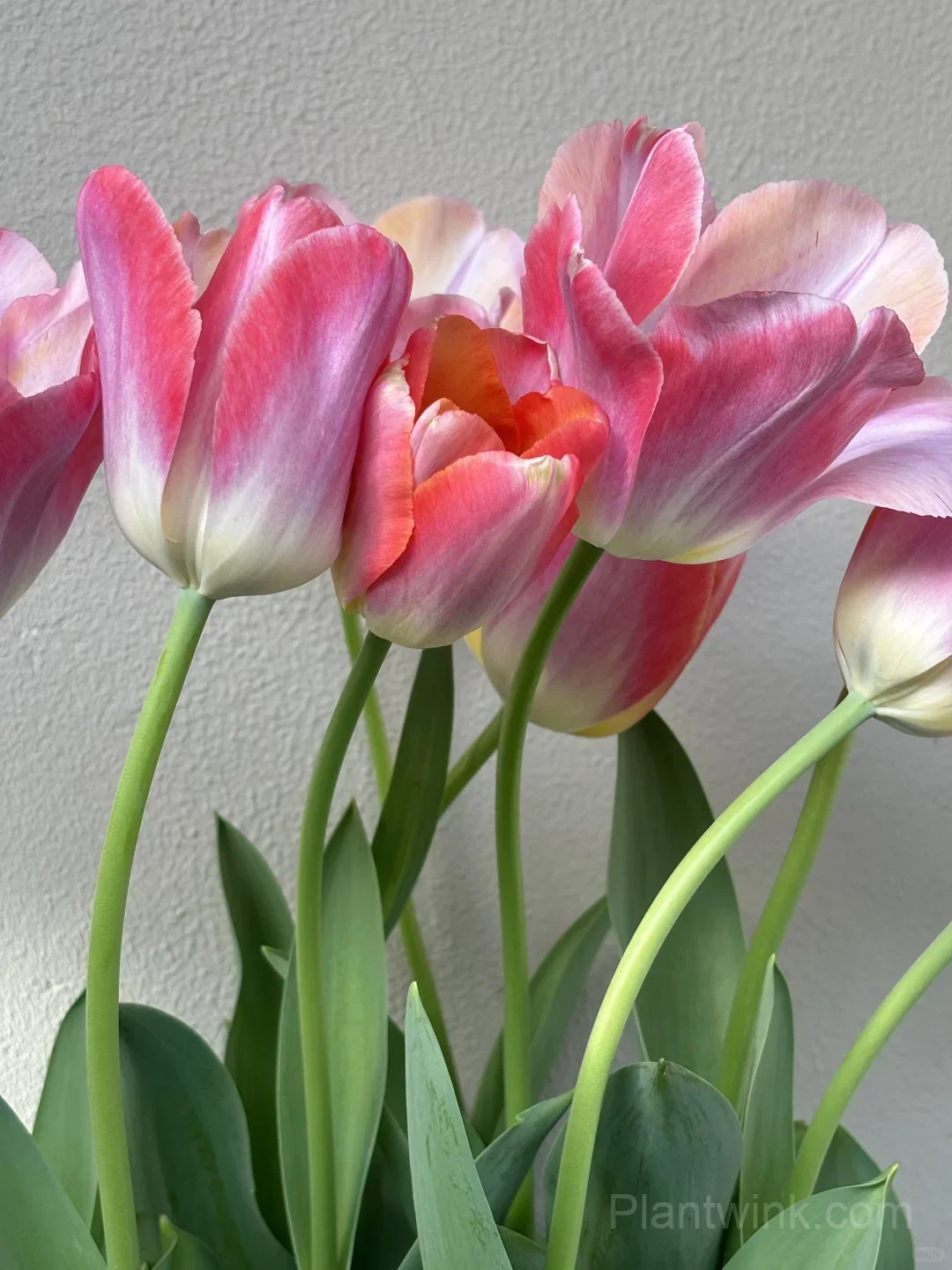 Peach Pink Tulip Bulbs – Coral Orange Flowering Tulips for Garden, Pots & Patio - View 6