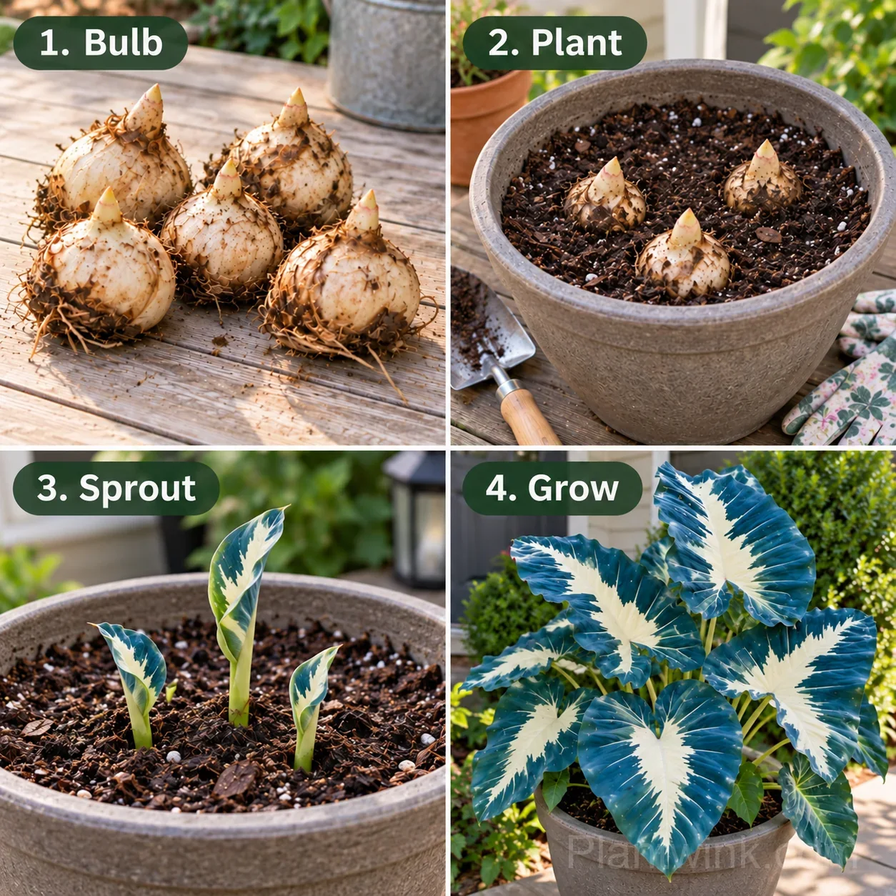9 Rare Caladium Bulbs – Stunning Colorful Varieties detail