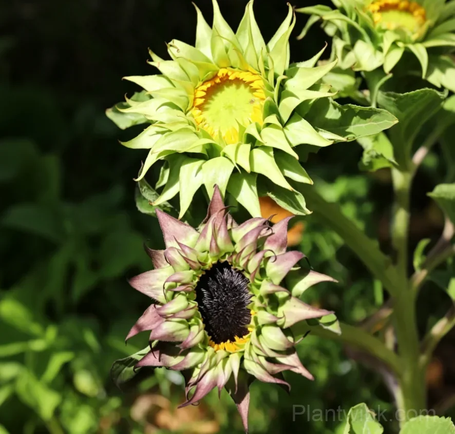 Forest Heart & Devil’s Eye Sunflower Seeds – Unique Red & Dark-Centered Flowers for Garden & Home - View 5