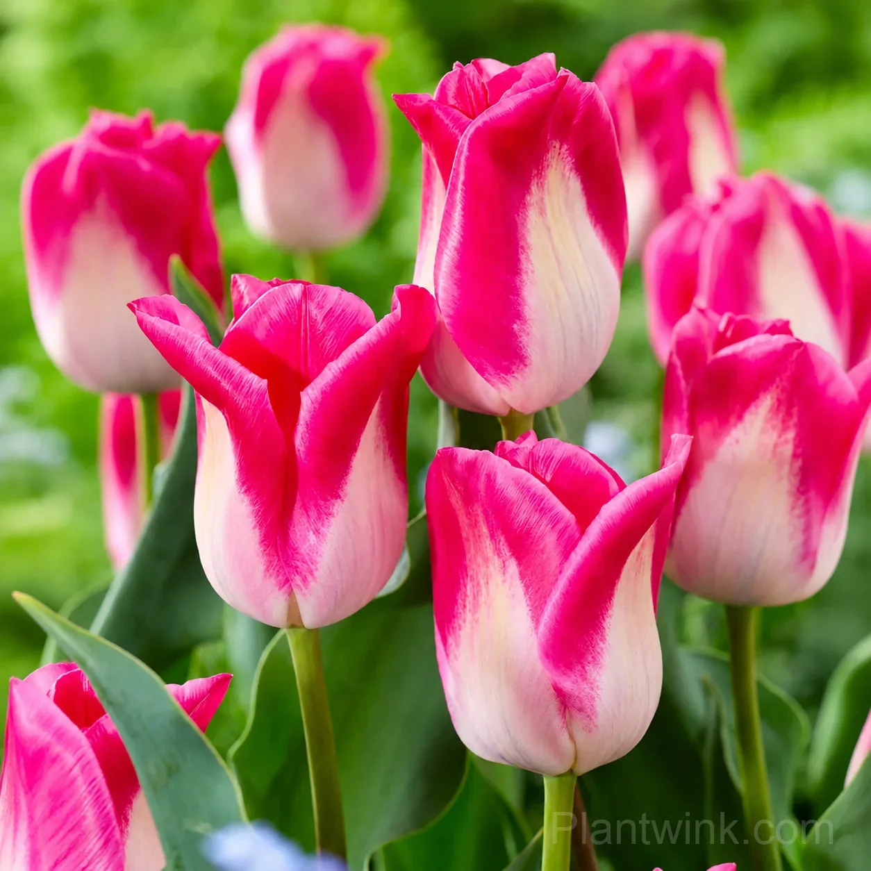 Marilyn Tulip Bulbs, Pink & White Lily-Flowered Tulips for Garden & Patio detail manual selection