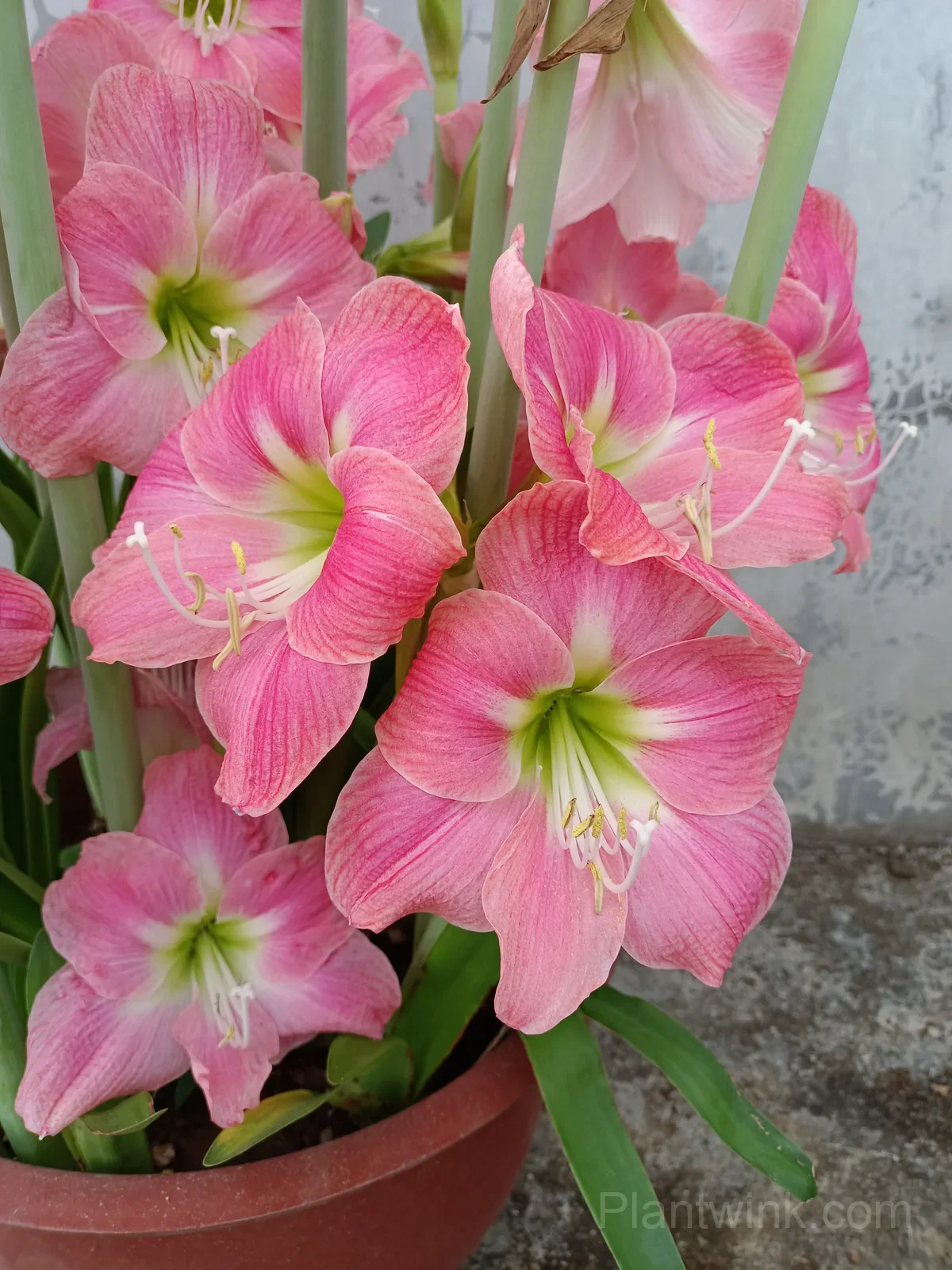 Amalfi Amaryllis Bulbs – Beautiful Flowering Bulbs for Indoor & Garden Growing - Main