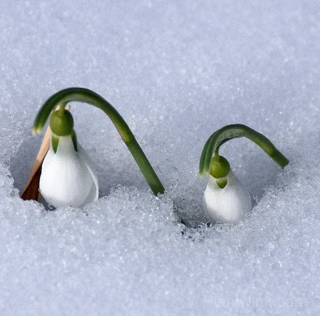 Snowdrop Bulbs (Galanthus) – Hardy White Spring Flowers for Garden, Pots & Landscaping detail manual selection
