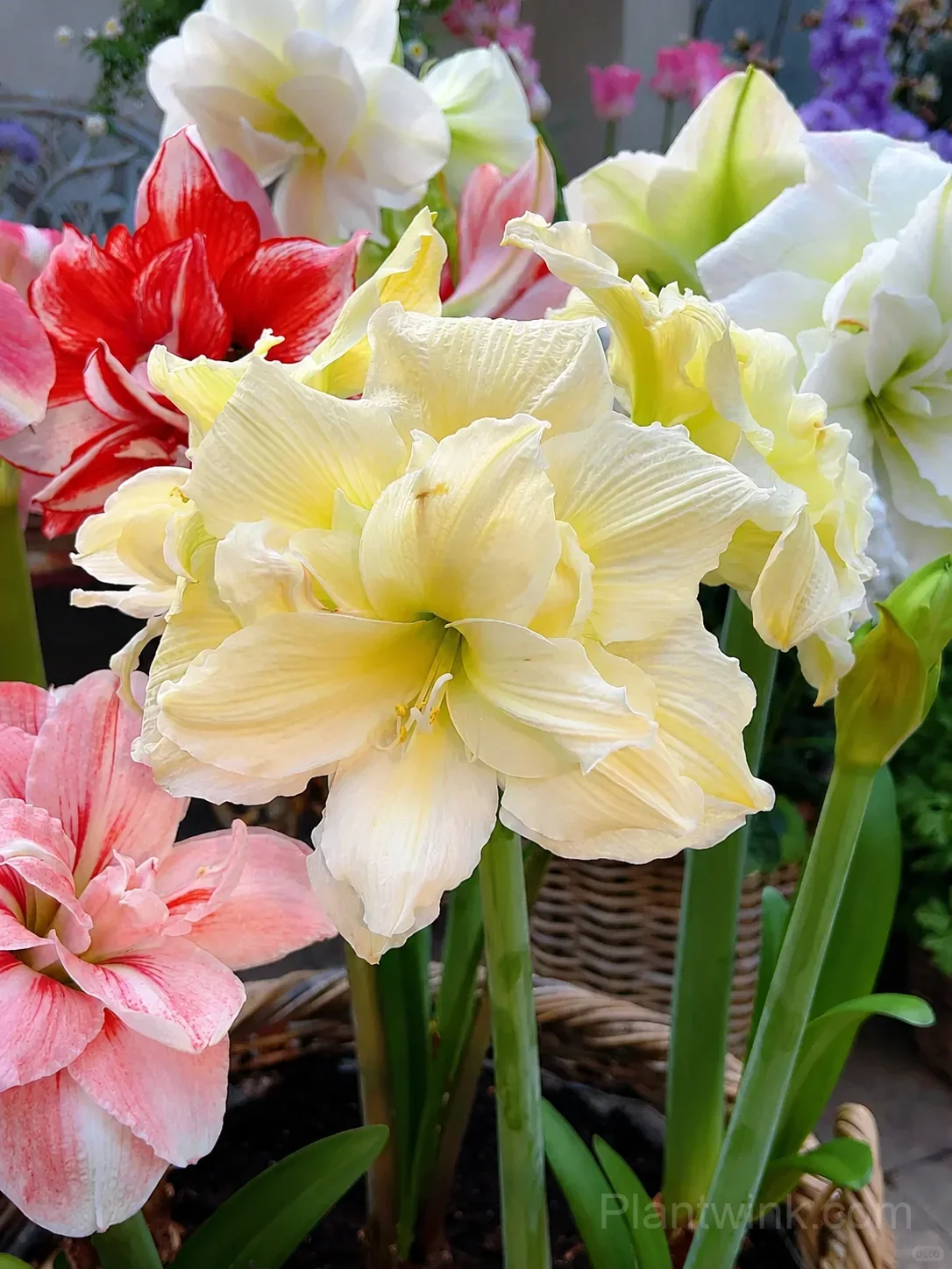 Yellow Amaryllis Bulbs – Golden Yellow Blooms, Easy to Grow & Reblooming - Main