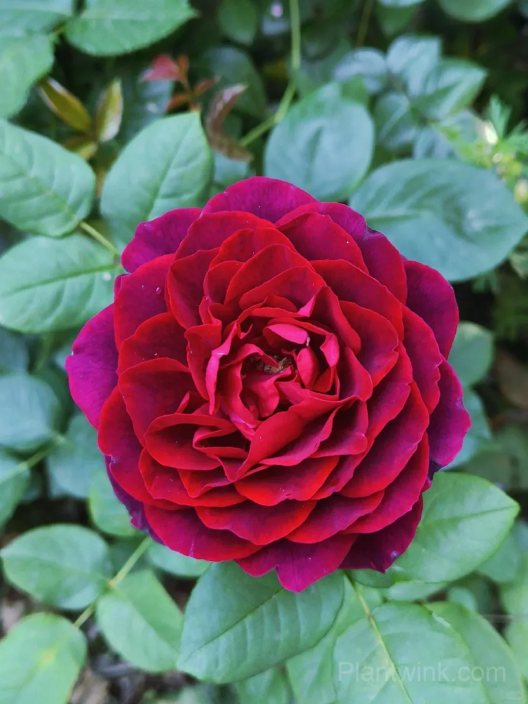 Deep Purple Rose Seeds – Elegant Double Blooms, Easy to Grow - Main