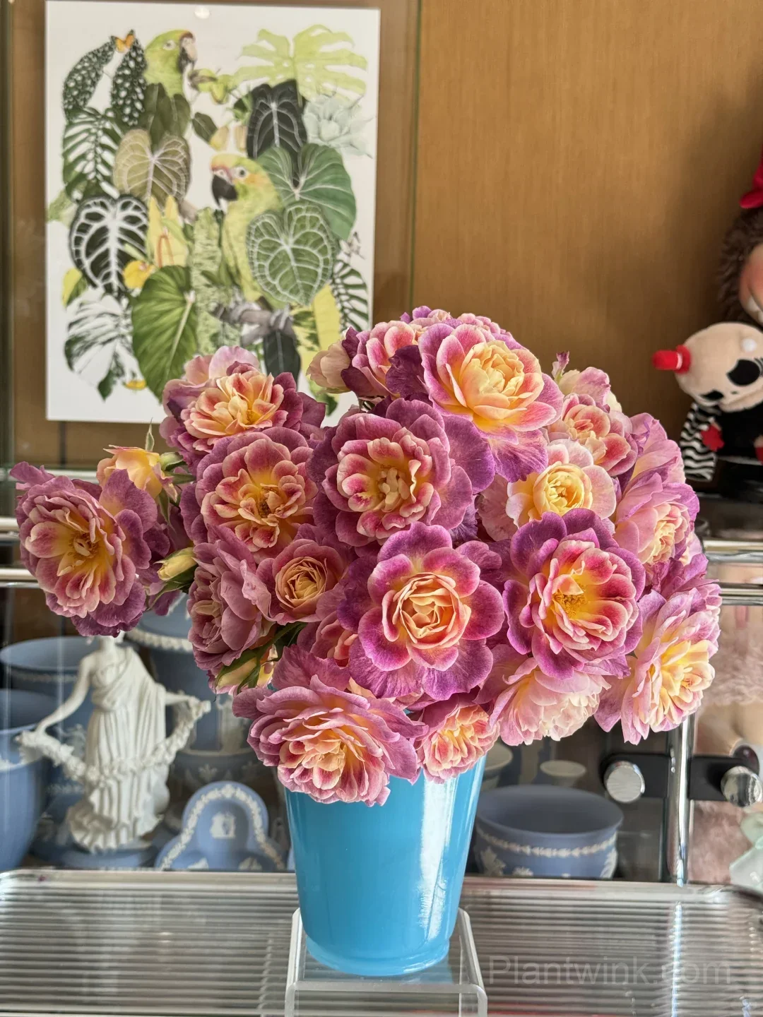 Diablesse de Mers Rose Seeds - Rare Purple & Gold Floribunda Rose, Disease Resistant Garden Plant - View 2