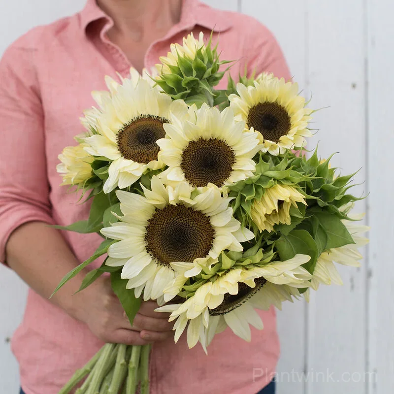 White Lover Sunflower Seeds – Elegant White Blooms, Easy to Grow & High Germination - View 2
