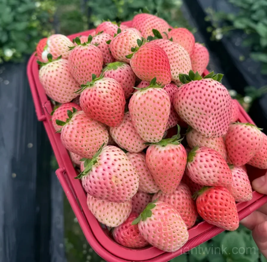 Fenyu Pink Strawberry Seeds – Sweet, Juicy & Easy to Grow - View 2