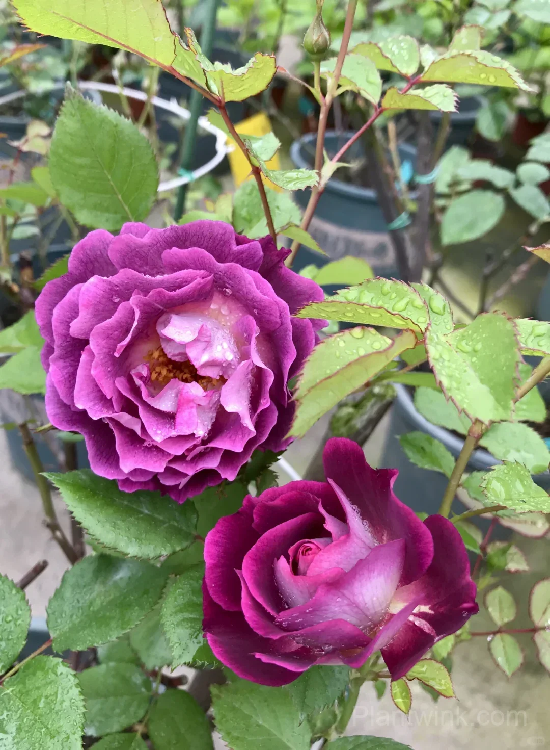 Deep Purple Rose Seeds – Magenta-Violet Double Blooms, Easy to Grow - View 4