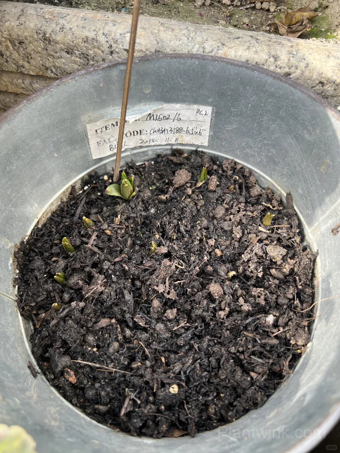 Fritillaria Thunbergii Bulbs – Rare Bell-Shaped Checkered Flowers for Woodland Gardens, Containers & Naturalized Landscapes - View 5
