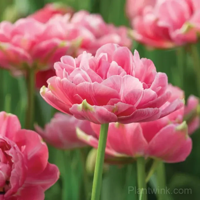 Pink Double Tulip Bulbs – Peony-Like Spring Blooms for Garden & Home - View 4