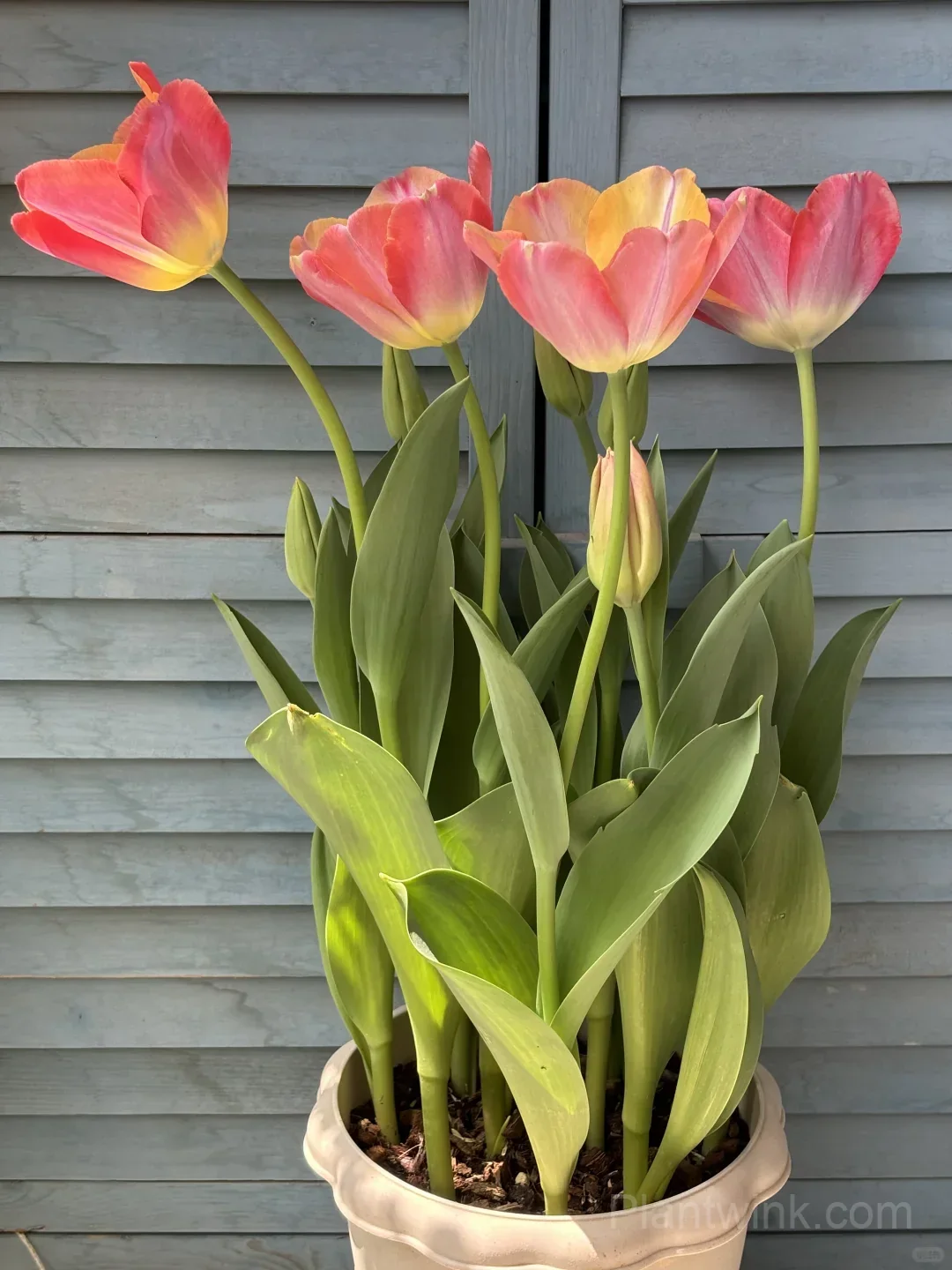 Peach Pink Tulip Bulbs – Coral Orange Flowering Tulips for Garden, Pots & Patio - View 3
