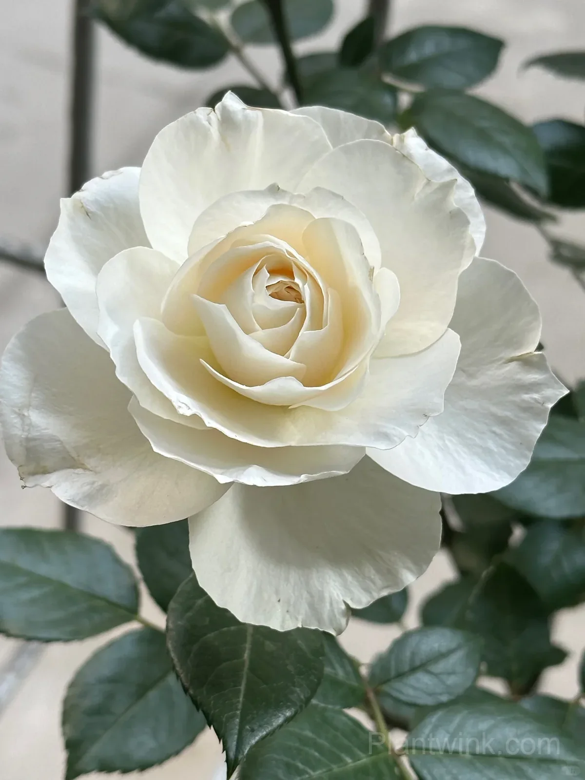 Opera Queen Rose Seeds - Cream & Apricot Bicolor Shrub Rose, Fragrant Citrus Scent detail manual selection