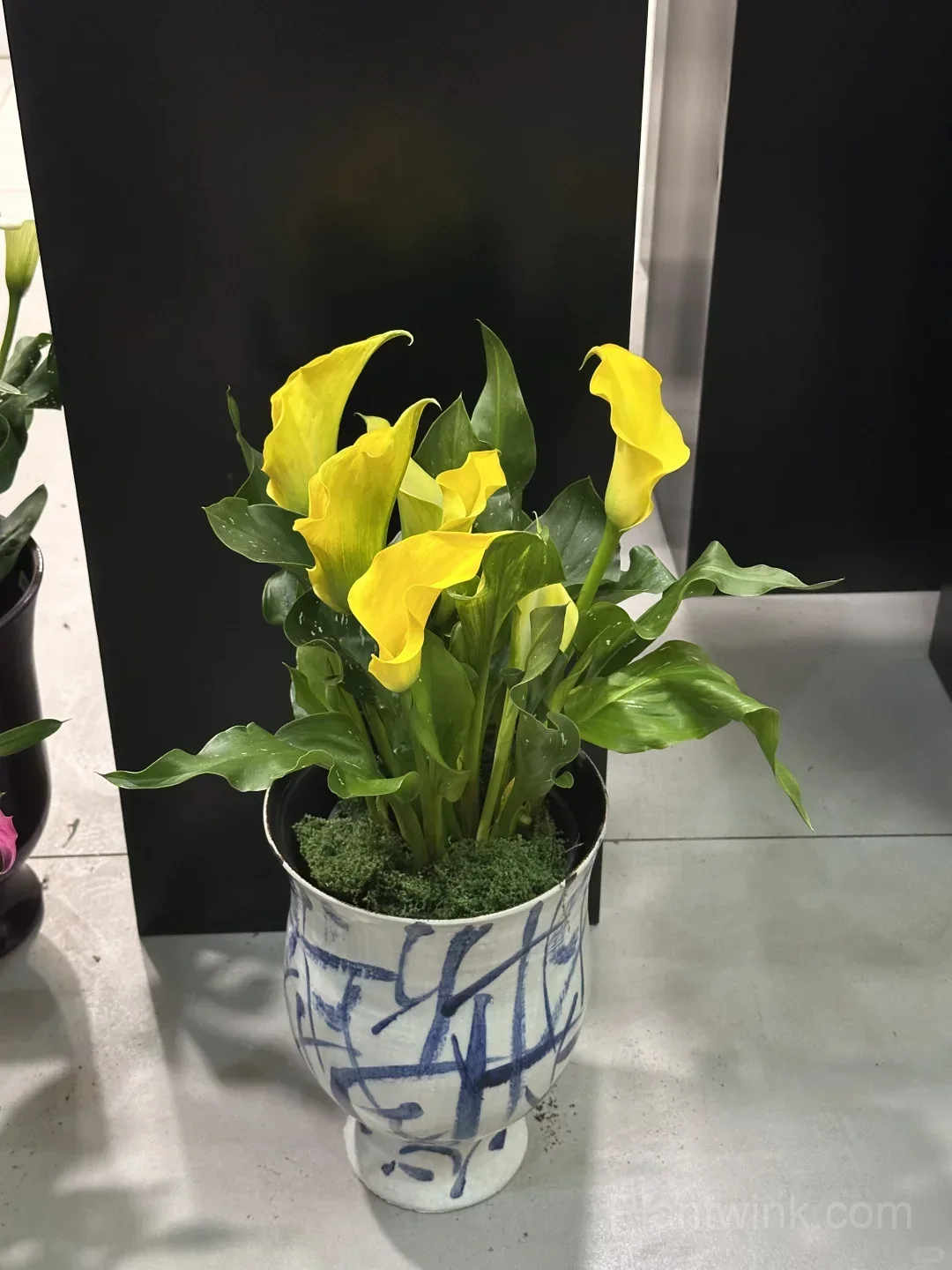 Calla Lily Bulbs – Elegant Trumpet-Shaped Blooms for Garden Beds, Patio Containers & Cut Flower Arrangements - View 7