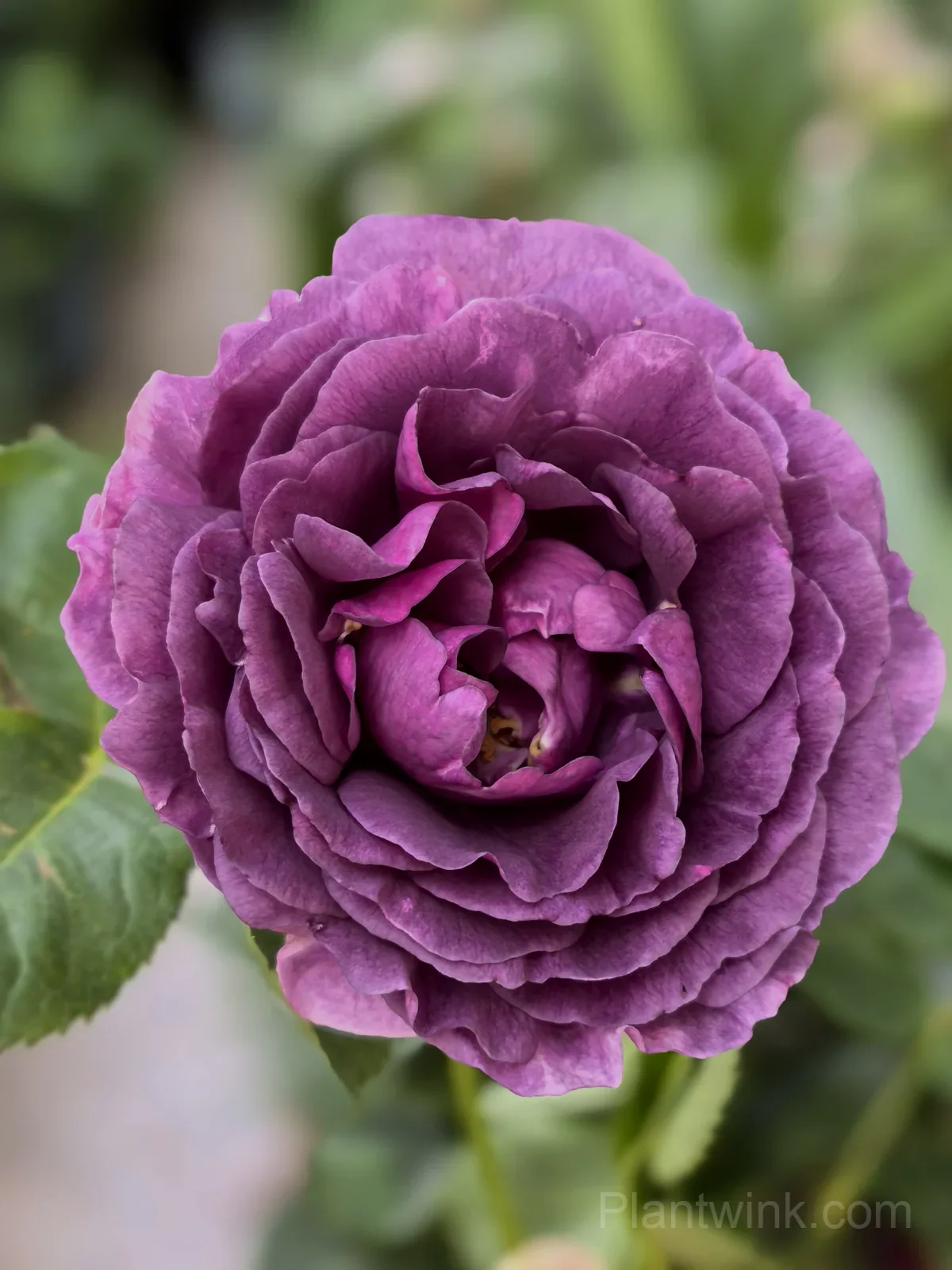 Purple Magenta Rose Seeds – Large Double Blooms, Easy to Grow - View 2