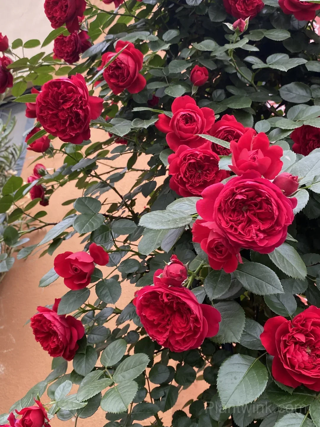 Florentina Rose Seeds – Climbing Red Roses for Garden, Trellis & Home Growing - View 2