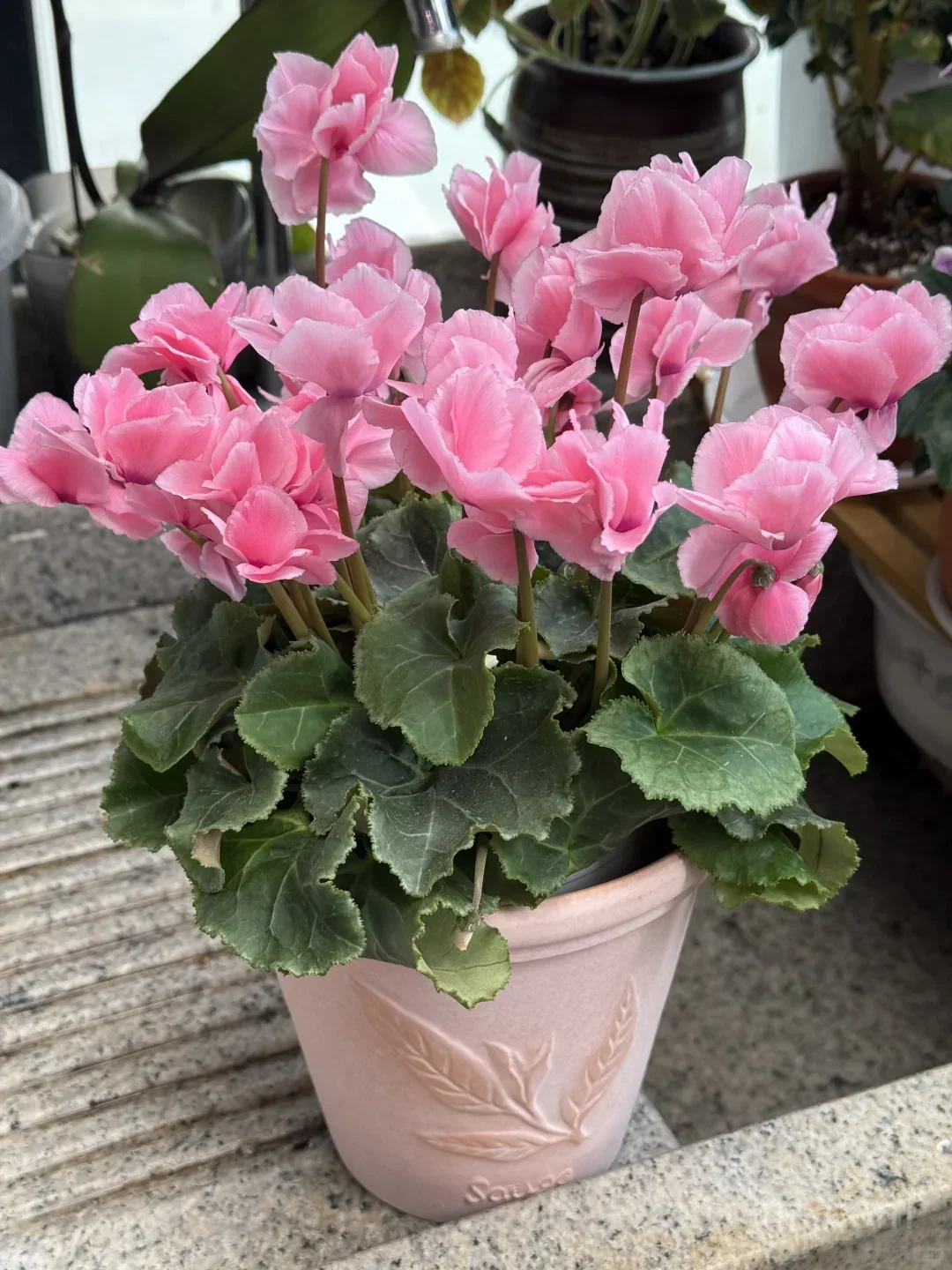 Cyclamen Bulbs– Easy-to-Grow Winter Bloomers for Indoor Pots, Balcony Planters & Holiday Decor - View 1