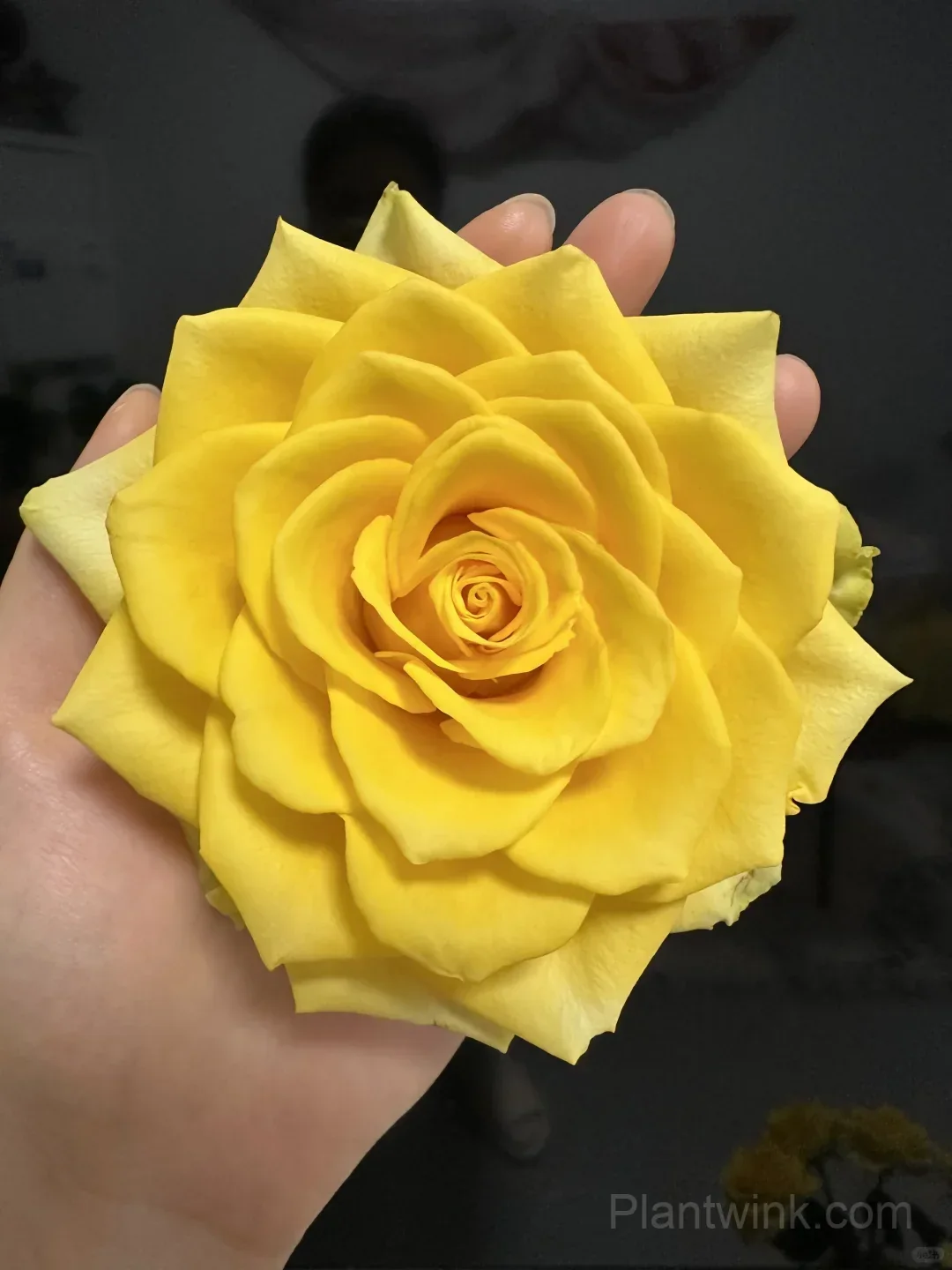 Gold Fury Rose Seeds - Bright Golden Yellow Floribunda Cut Flower, Disease Resistant Garden Plant - View 4