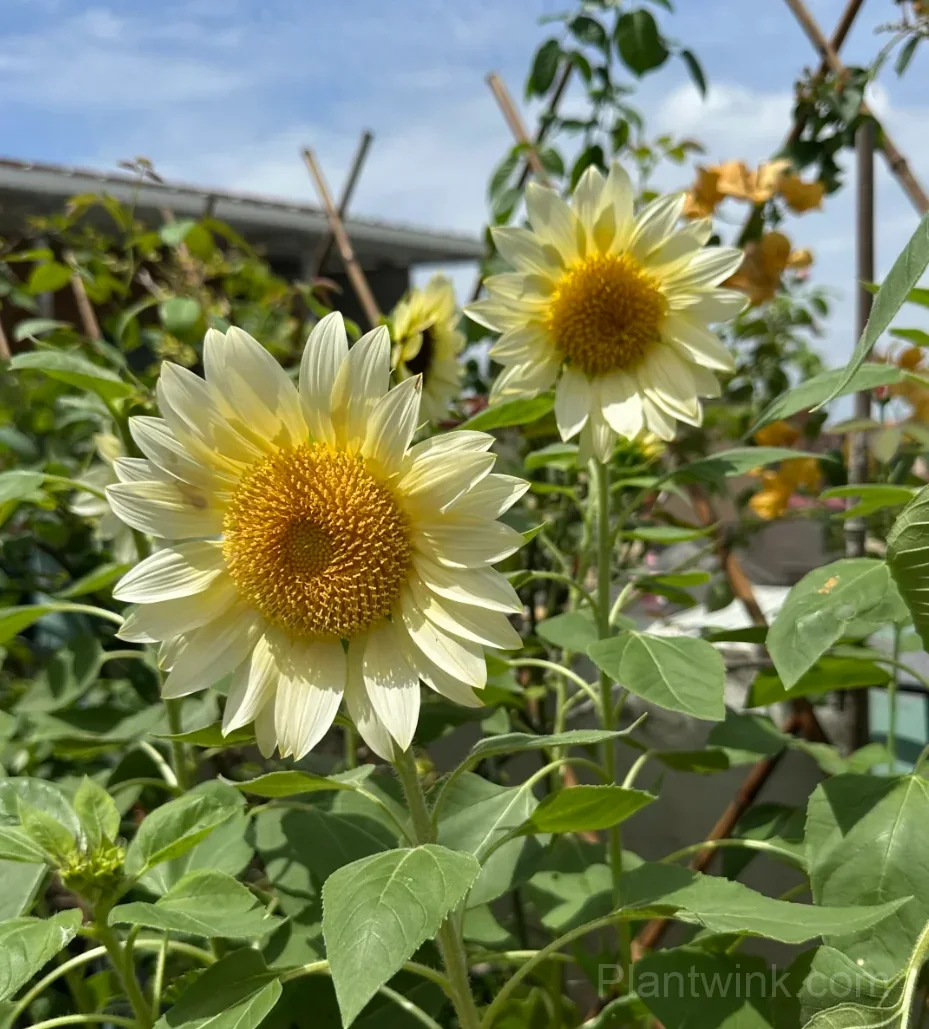 White Moonlight Sunflower Seeds – Elegant White Blooms, Easy to Grow & High Germination - View 7