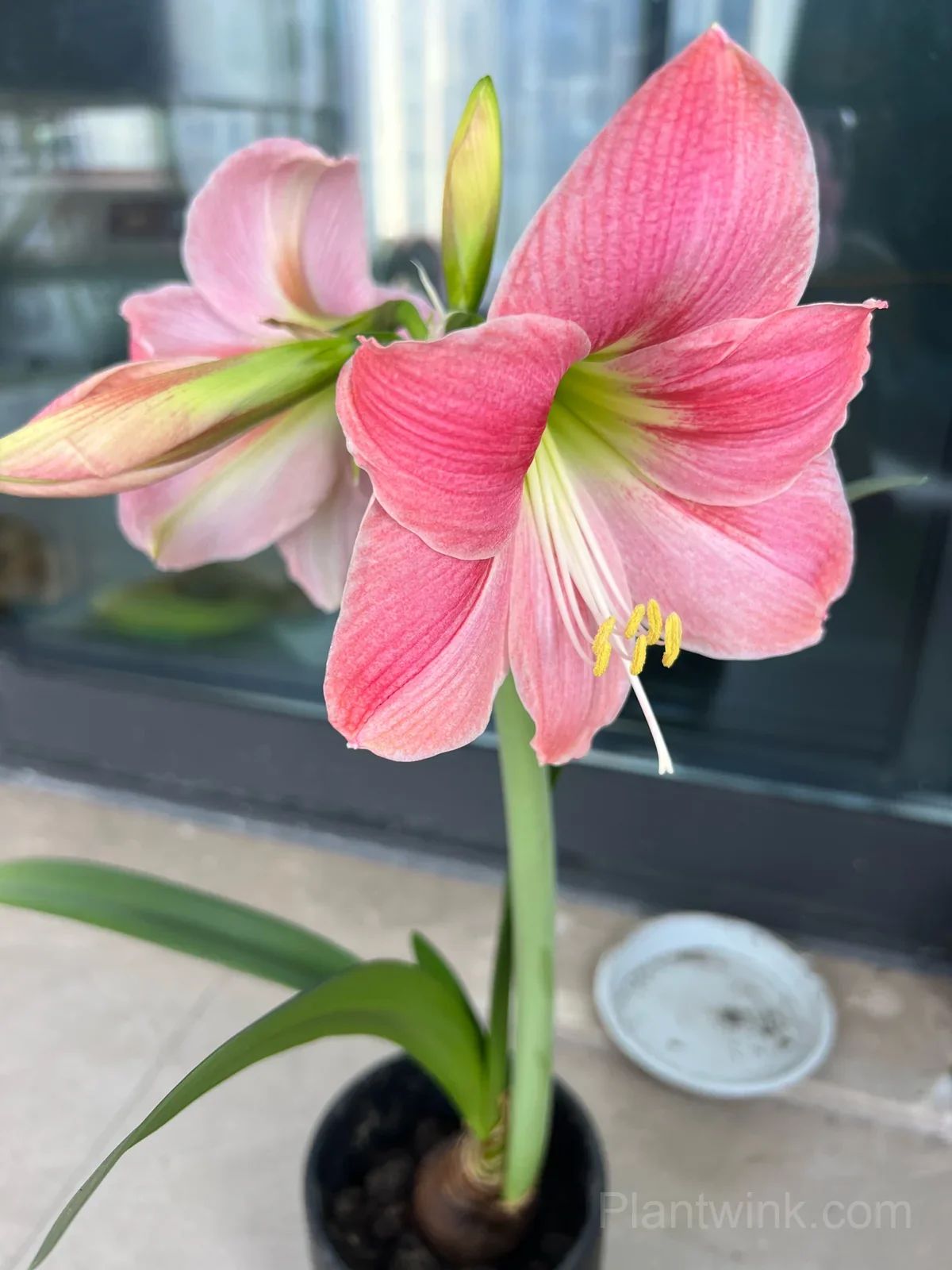 Amalfi Amaryllis Bulbs – Beautiful Flowering Bulbs for Indoor & Garden Growing - View 2