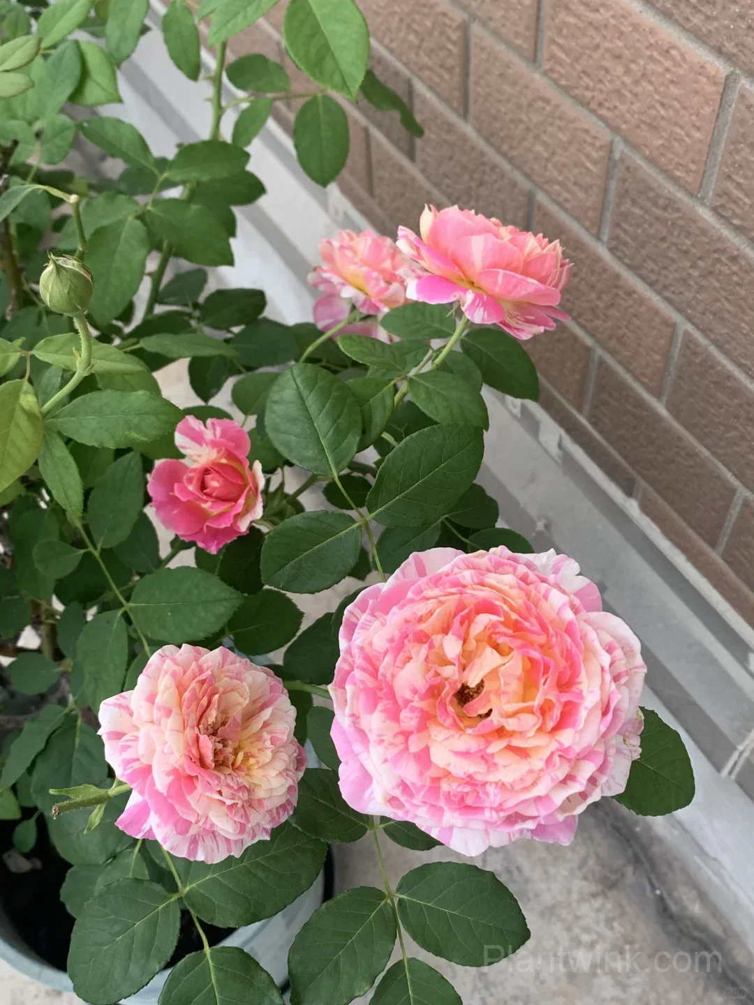 Monet Rose Seeds – Pink & Yellow Striped Roses for Garden, Patio & Home Growing - View 2