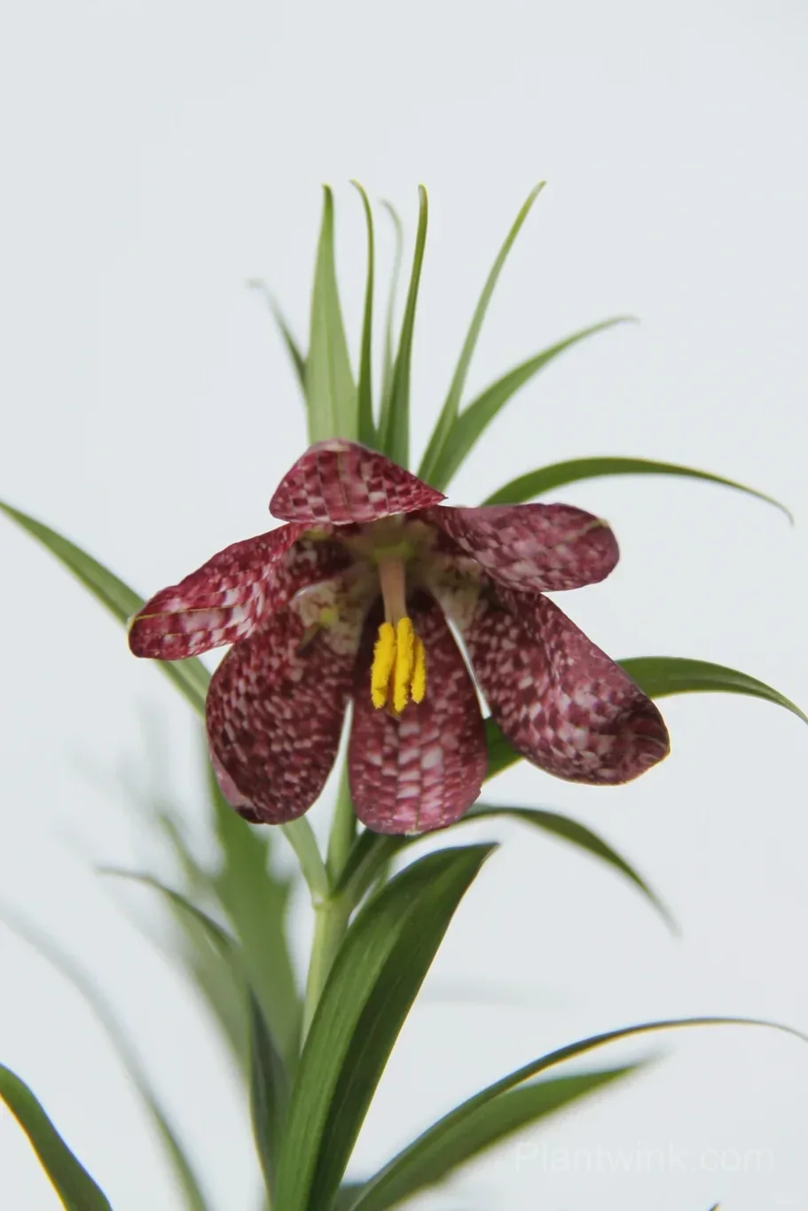 Fritillaria Meleagris Bulbs – Unique Checkered Spring Flowers for Gardens, Containers & Naturalizing - View 9